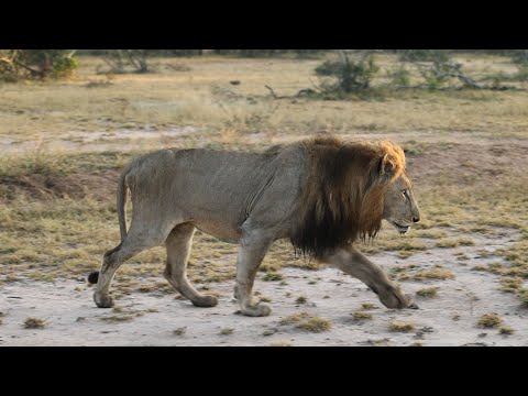 Injured male lion roars!