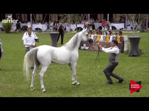 N.153 AJ DJAMILJA - Ströhen 2017 Int B-Show - 7.9 Years Old Mares (Class J)