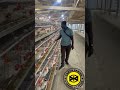 Consult Adu Ababio before using battery cage system