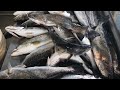 SPECKLED TROUT at Shellman Bluff, Ga!!!