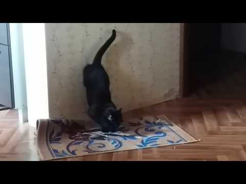 Кошка играет