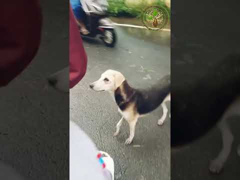 Day -1 Feeding stray dogs