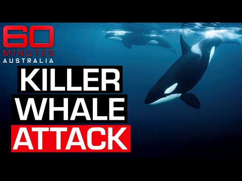 Distressing footage of SeaWorld trainer surviving killer whale attack in 2006 | 60 Minutes Australia