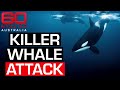Distressing Footage Of SeaWorld Trainer Surviving Killer Whale Attack In 2006 60 Minutes Australia