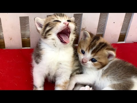 Mother cat discovers adopted kitten sleeps alone