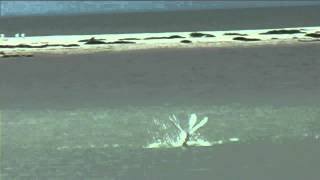 preview picture of video 'New Zealand Birds: Caspian Tern fishing'