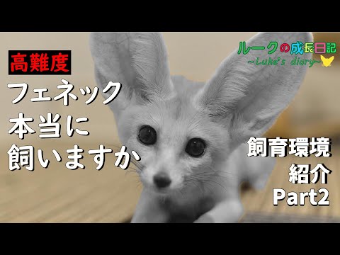 ペットとしてのフェネックギツネ