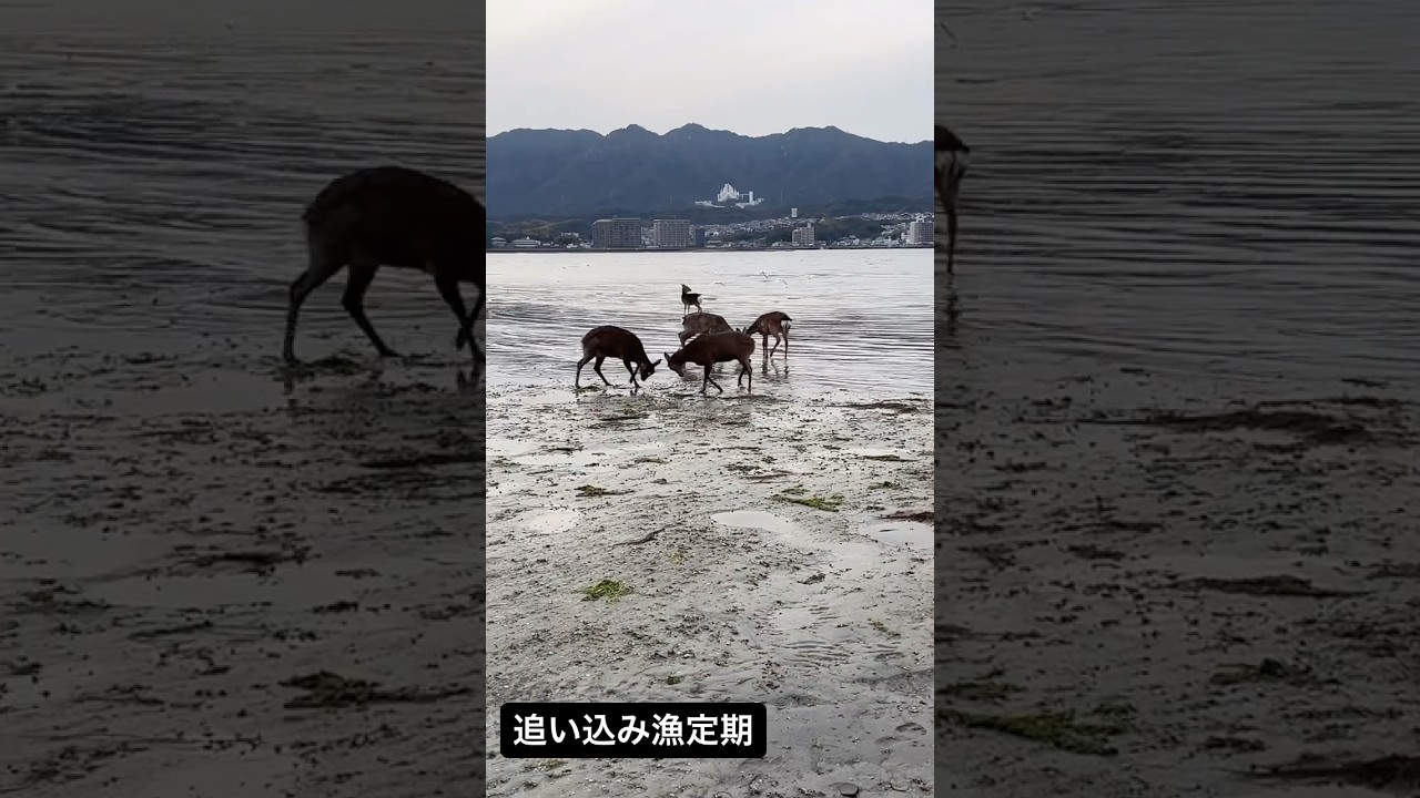 【drive fishing】追い込み漁定期 #こんにちは #animals #宮島 #宮島観光 #鹿 #シカさん #deer #cute #wildlife #miyajima