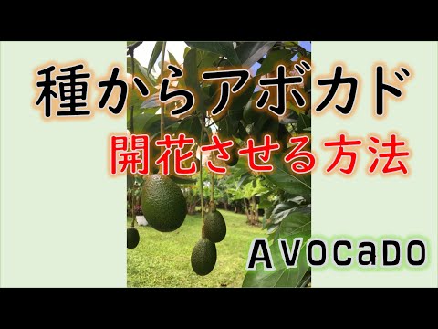 ピスタチオの木 植物