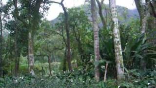 preview picture of video 'Jardim Botânico - Parte 2'