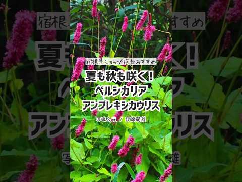 庭を明るくする白い花を咲かせる気楽な多年草8本  庭園