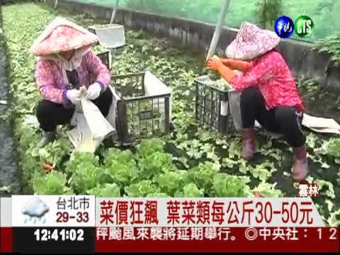 菜農防農損 風雨前搶收蔬菜