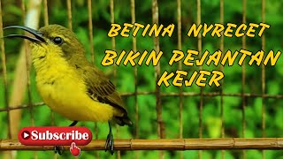 Download lagu SOGON BETINA GACOR MEMANGGIL PEJANTAN COCOK UNTUK PANCINGAN EMOSI DAN MENAIKAN BIRAHI #PART 54 mp3 Download lagu SOGON BETINA GACOR MEMANGGIL PEJANTAN COCOK UNTUK PANCINGAN EMOSI DAN MENAIKAN BIRAHI #PART 54 mp3