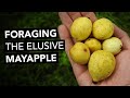 Foraging The Elusive Mayapple