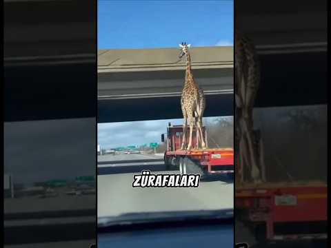 Zürafa Taşımak Neden Bu Kadar Zor?🚛🦒