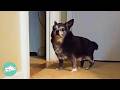 19-Pound Chihuahua Can't Even Use Stairs. Girl Steps In To Help  | Cuddle Buddies