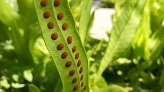 Propagating Ferns from Spores – Family Plot