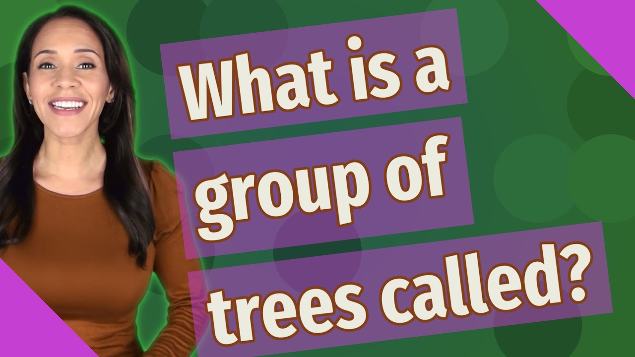How do you describe a group of trees? More REF