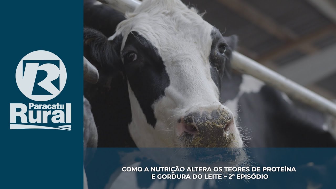 PROTEÍNA E GORDURA DO LEITE – 2º ep - Como a nutrição altera os teores