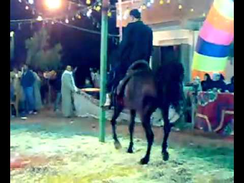 بدر شتيوى - رقص خيل عربي 27
