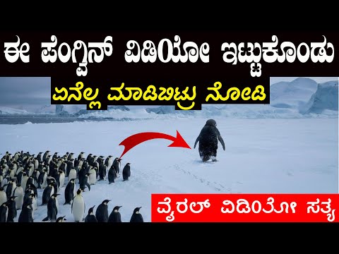 ಸೋಶಿಯಲ್ ಮೀಡಿಯಾದಲ್ಲಿ ಟ್ರೆಂಡಿಂಗ್ ಆಗಿರುವ ಪೆಂಗ್ವಿನ್ ವಿಡಿಯೋ ಸತ್ಯ ಏನು ಗೊತ್ತಾ  Penguin Viral Video Reality
