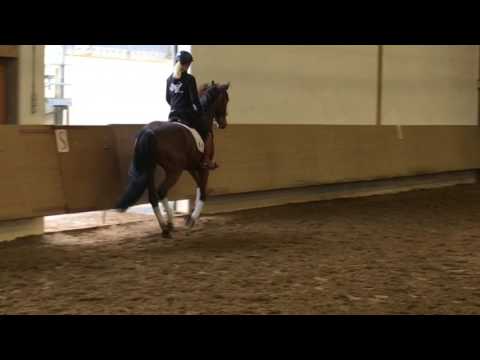 7 yo mare , Diamond Hit - Alabaster