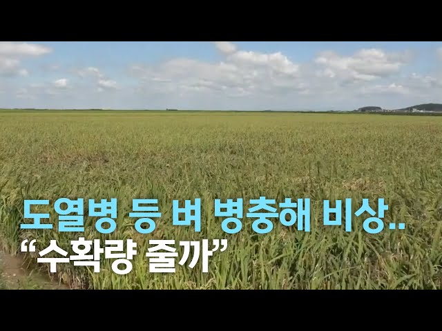 도열병 등 벼 병충해 번져 수확 비상