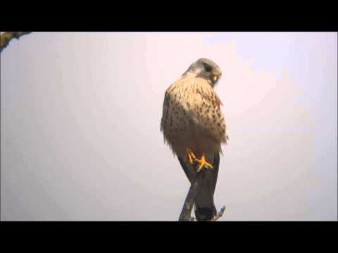 13-04-23  mannetje torenvalk