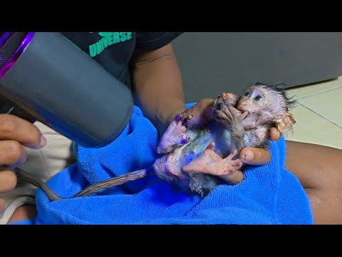 COMPLETELY CLEANING BACTERIA ON THE WOUND OF A NEWBORN MONKEY BABY 