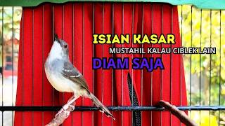 Download lagu CIBLEK GACOR NGEBREN variasi melimpah buat Pancingan Ciblek Semi bahan jadikan ciblek kristal gacor mp3