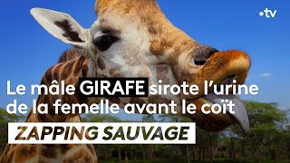 Le mâle girafe sirote l'urine de la femelle avant le coït - ZAPPING SAUVAGE