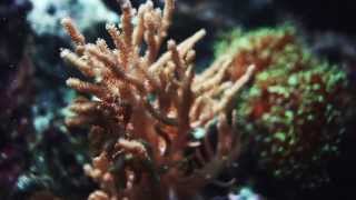 Dutch Uncles - Bellio