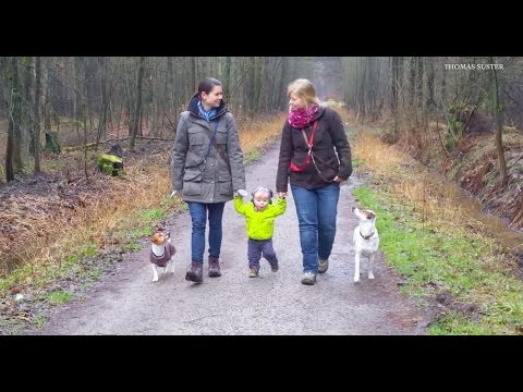 Das Video zum Sozialspaziergang mit Hunden