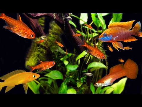 The BEST Orange Fish For Your Aquarium! Something for Everyone!