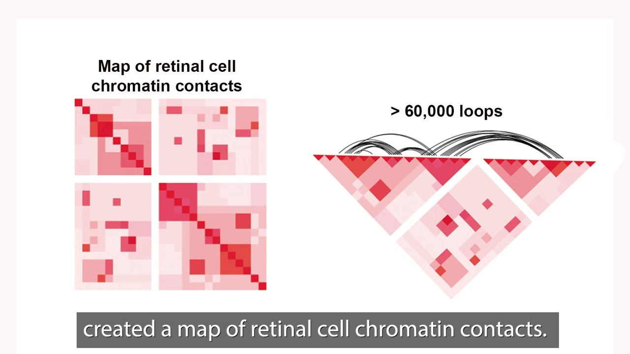 Un mapa 3D revela la organización del ADN en las células de la retina humana