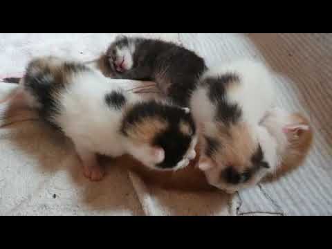 Two kittens pin down their brother almost waking him up