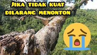 Download lagu Proses Pengambilan Madu Hutan di Pohon Yang Tinggi #jawabarat #apisdorsata mp3 Download lagu Proses Pengambilan Madu Hutan di Pohon Yang Tinggi #jawabarat #apisdorsata mp3