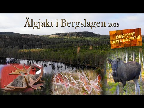 Älgjakt i Bergslagen  2025