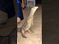 What is that! Is this jurassic Park? #monitorlizard #adventure #reptiles #lizard #reptilelife #dino