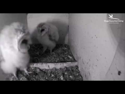 CJ Wildlife/Vivara Webcams - 03.07.2017 (Barn Owl Chicks discover ceiling)