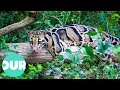 Extraordinary Animals With Unusual Stories Our World