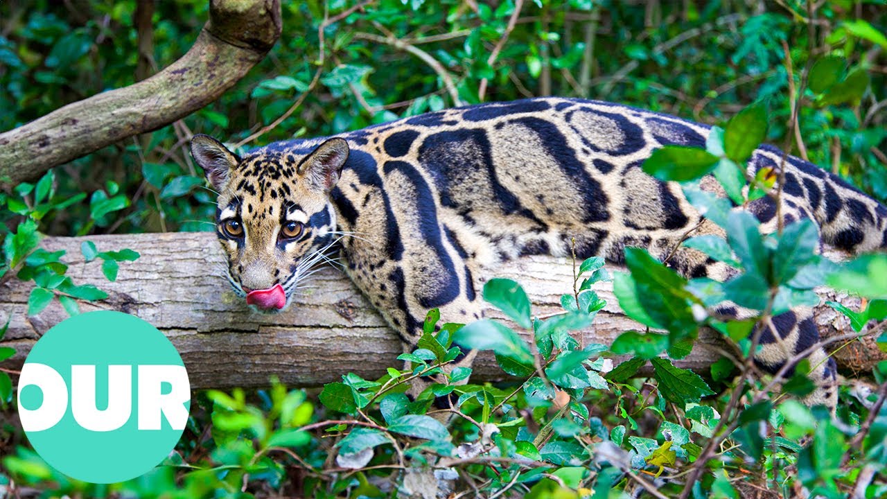 Extraordinary Animals With Unusual Stories