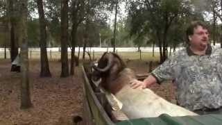 preview picture of video 'Boer Goats, NatureWalk Ranch, Brooksville, Fla.'