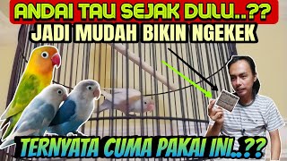 Download lagu TERNYATA CUMA BEGINI SAJA ⁉️ BIKIN LOVEBIRD NGEKEK PANJANG || Tips LoveBird Ngekek mp3
