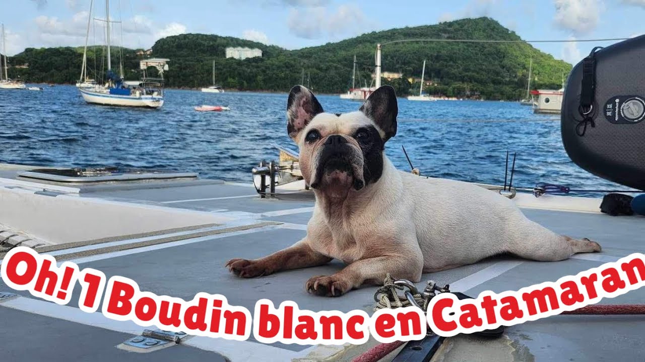 #26 A French Bulldog on a Catamaran …