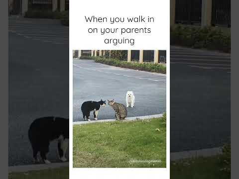 Dog interrupts 2 cats fighting