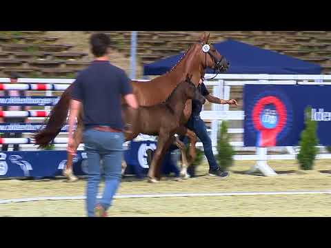 Stutfohlen von  Ampere   Fürst Romancier