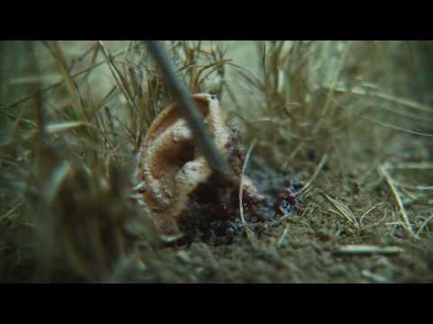 || Orelha Negra - Supernatural teaser ||