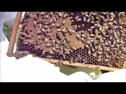 318. Roi cu buckfast