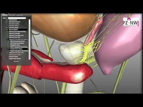 Komplikationen der gutartigen Prostata Massage Prostata-erotische
